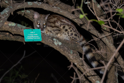 小斑点香猫,克鲁格国家公园,夜晚,南非,悄悄接近猎物,野猫,害羞,食肉目,特有物种,野生猫科动物