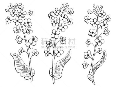 油菜花,草图,绘画插图,白色,矢量,黑色,分离着色,插画,嫩枝,植物茎