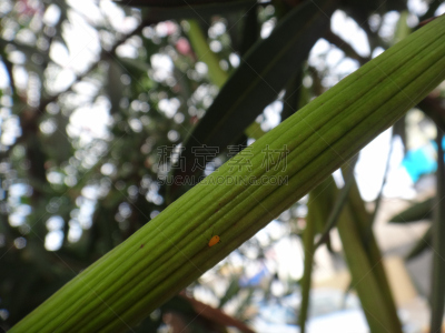 蚜虫,夹竹桃,植物群,马利筋;,身体受伤,水平画幅,无人,动物学,生物学,标本架