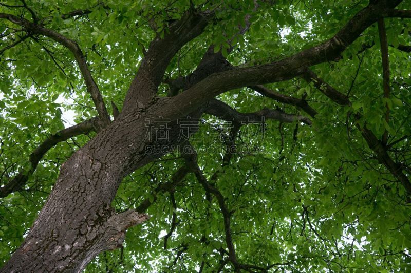 被抛弃的,草地,胡桃树,天空,美,水平画幅,云,无人,早晨,夏天