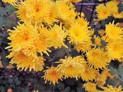 菊花,日本食品,公园,自然美,东京大学,户外活动,自然现象,背景,绘画插图