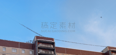 巨大的,屋顶,一群鸟,天空,水平画幅,雪,鸟类,户外,北美歌雀,连雀