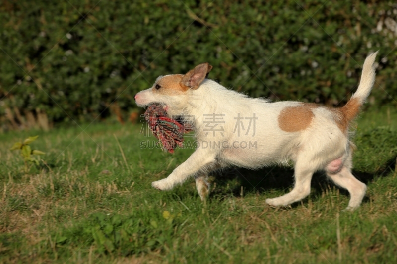 杰克拉瑟短腿犬,体育比赛,纯种犬,水平画幅,嬉戏的,梗犬,哈巴狗,福克斯猎狐犬,2015年,猎犬