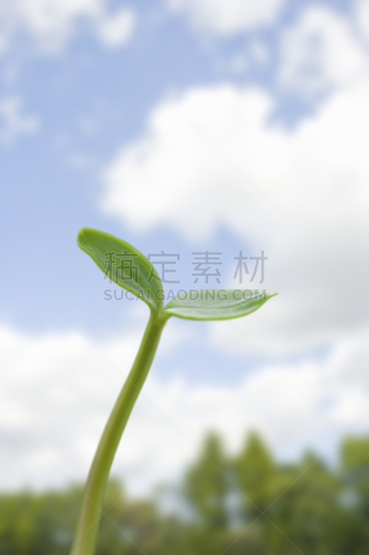 秧苗,现代,双叶区,自然,垂直画幅,天空,地形,无人,蓝色,干净