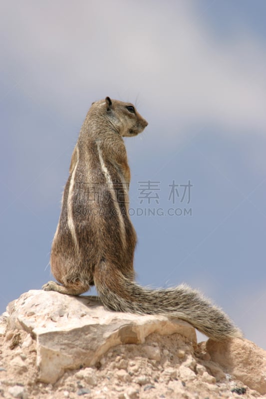 岩鼠,垂直画幅,留白,食草动物,泥土,户外,干的,特写,哺乳纲,看