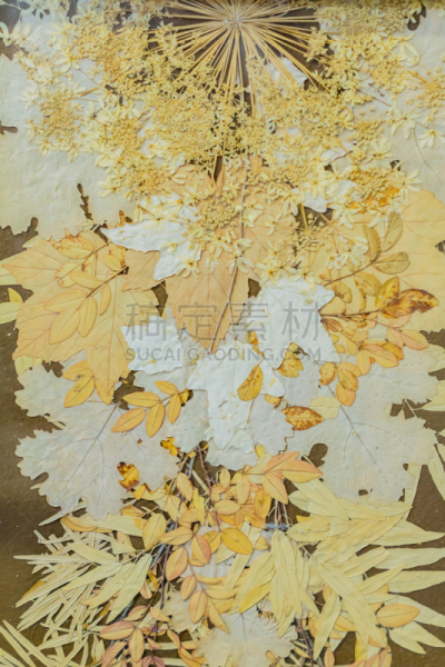 干的,叶子,背景,植物群,垂直画幅,美,无人,九月,干花,俄罗斯