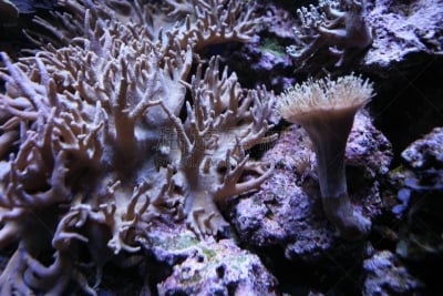 水平画幅,无人,杯形珊瑚,晚霞杯形珊瑚,礁石,角孔珊瑚,水族馆,珊瑚,2015年,人工饲养动物