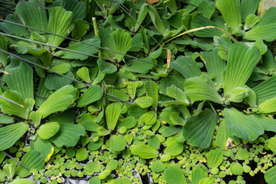 浮萍,纹理,背景,鹭管鱼,满画幅,童年,水,水生植物,水平画幅,无人