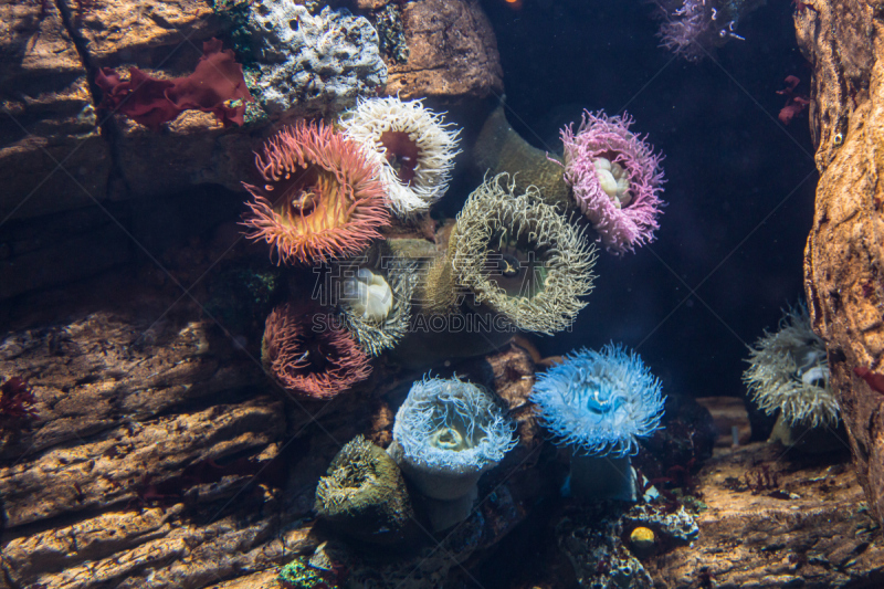 水族馆,奶嘴海葵,水生植物,里面,水,美,水平画幅,海葵,水下,葡萄牙