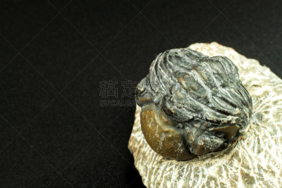 沙子,岩石,化石,三叶虫,平衡折角灯,水平画幅,衰老过程,古老的,科学,石材