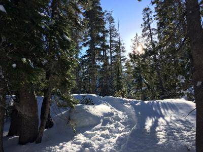雪,日光,森林,水平画幅,冬天,无人,户外,塔基,徒步旅行,唐纳山口