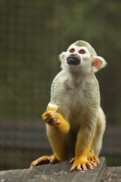 猴子,红背松鼠猴,松鼠猴,彭塔雷纳斯省,垂直画幅,褐色,野生动物,野外动物,户外,哥斯达黎加