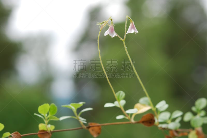 孪生花植物,自然,水平画幅,绿色,小的,夏天,特写,自然美,双胞胎,树林