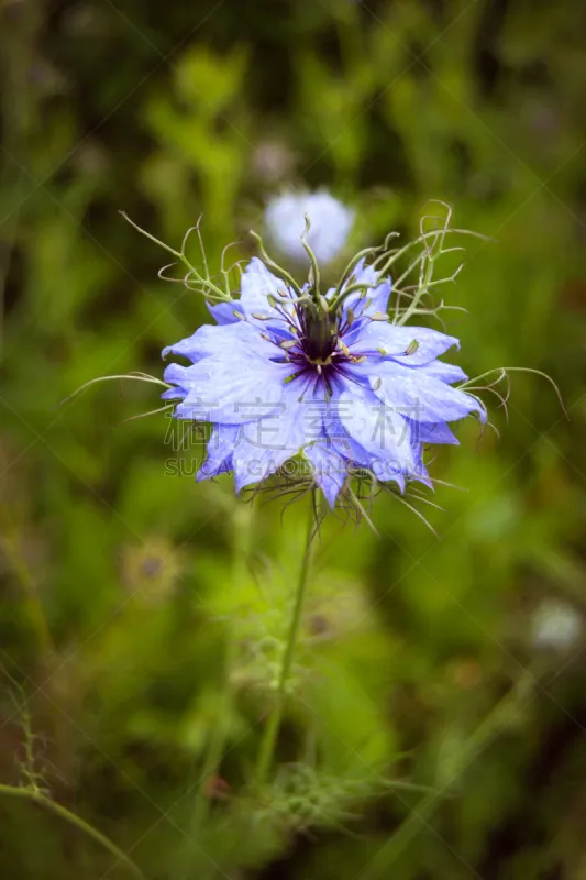 野花 垂直画幅 无人 紫色 野生植物 仅一朵花 摄影 花图片素材下载 稿定素材