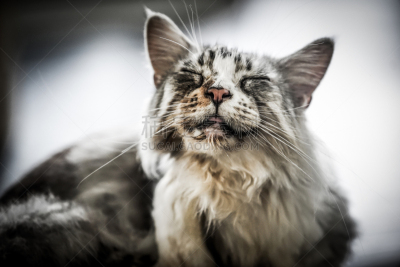 猫,驯养动物,水平画幅,老鼠,爪子,动物身体部位,热带雨林,户外,哺乳纲,友谊