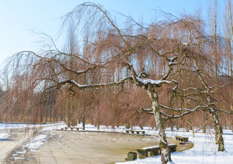 天空,公园,冬天,白桦,海洋,垂枝日本早樱,水平画幅,雪,无人