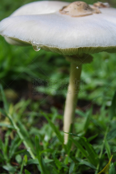 蘑菇,特写,神奇蘑菇,自然,垂直画幅,雨,绿色,无人,雨滴,露水
