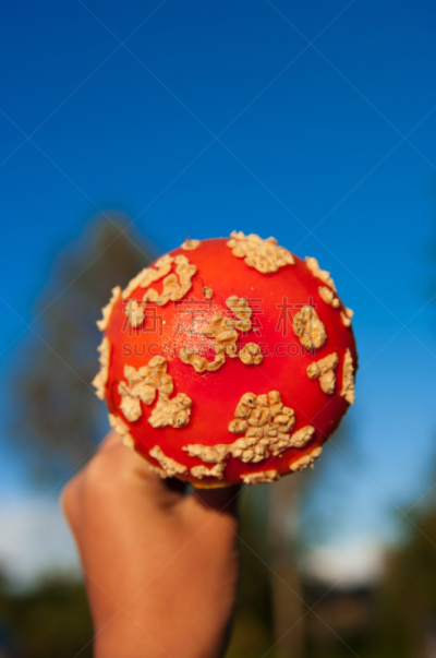 毒蝇菇,伞形毒菌,毒蘑菇,垂直画幅,天空,苔藓,户外,特写,明亮,白色