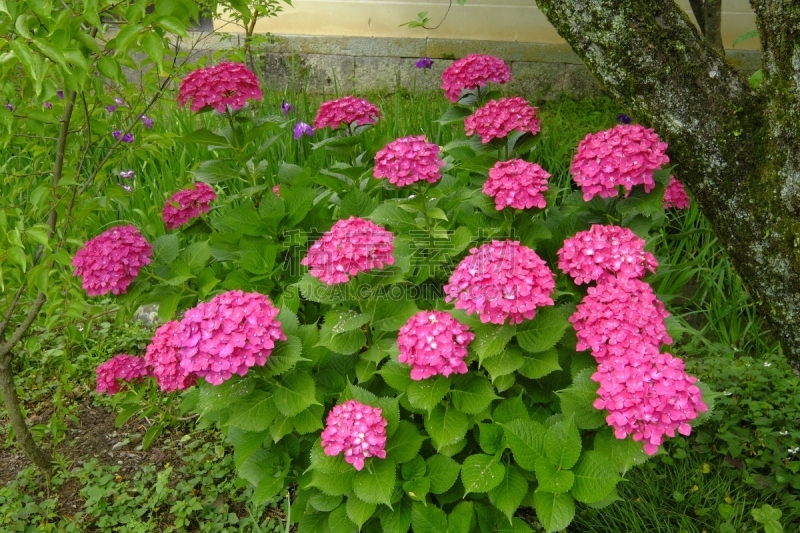 片山,八仙花属,京都府,日本,美,京都市,雨,水平画幅,无人,夏天