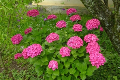 片山,八仙花属,京都府,日本,美,京都市,雨,水平画幅,无人,夏天