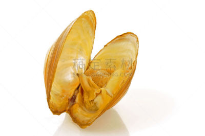 白色背景,贝壳,奥兰治河,水平画幅,智慧,无人,软体动物,海产,特写,红色