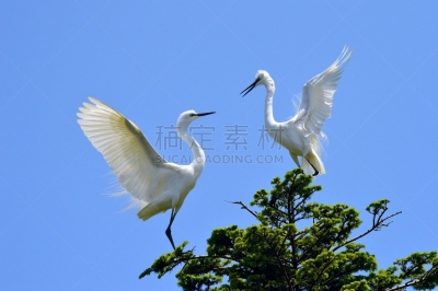 野生动物,水平画幅,白鹭,鹭科,野外动物,舞蹈,繁殖季节,摄影,约会