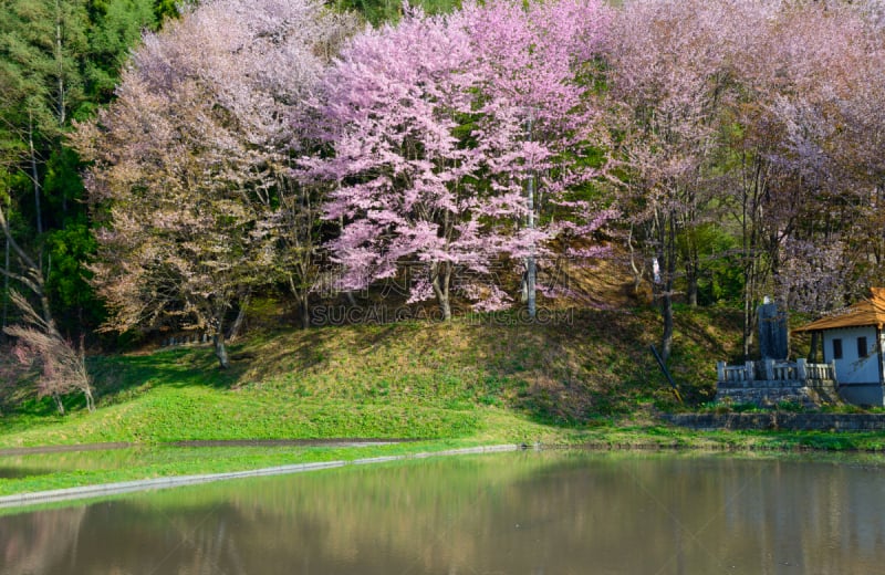 长野县,日本,樱桃树,信浓川,水,天空,美,里山,水平画幅,樱花