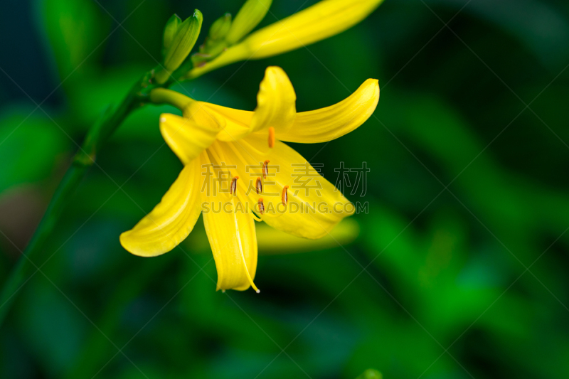 夏天,百合花,黄色,菜园,活力,美,褐色,水平画幅,疤,动物身体部位