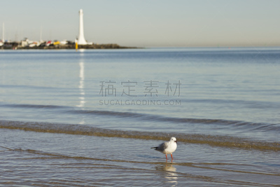 灯塔楼,海鸥,圣魁达,水,水平画幅,无人,鸟类,海岸地形,户外,白色