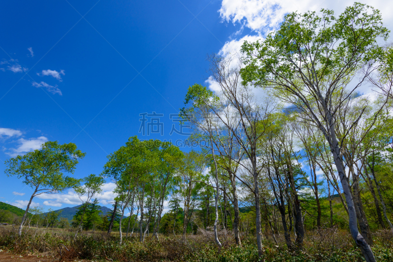 群马县,夏天,日本,早晨,尾濑国立公园,著名自然景观,美,水平画幅,枝繁叶茂,无人