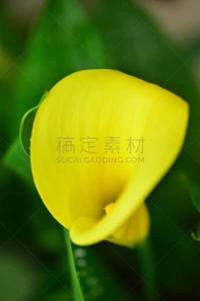 马蹄莲,肉穗花序,转基因,六月,垂直画幅,橙色,无人,日本,夏天,仅一朵花