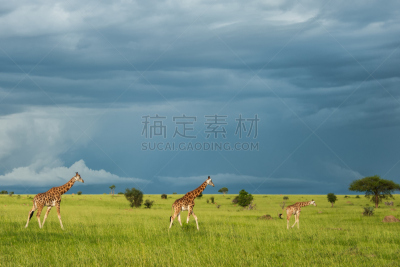 长颈鹿,塔,罗思希尔德长颈鹿,乌干达,水平画幅,无人,食草动物,动物身体部位,户外,哺乳纲
