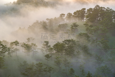 大叻,雾,在上面,山,森林,动物肺,林同,人类肺脏,动物内脏,日出