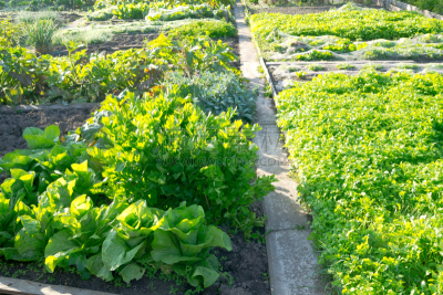 奶油生菜,菜园,植物群,拉维纪草植物,社区菜园,水平画幅,无人,泥土,夏天,户外