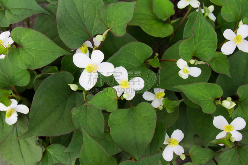 鱼腥草,自然,白色,水平画幅,雄蕊,无人,黄色,叶子,花粉,花瓣