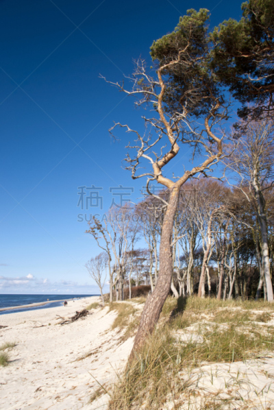海滩,德国,垂直画幅,水,滨草,风,沙子,无人,欧湖岛桑迪海,云景