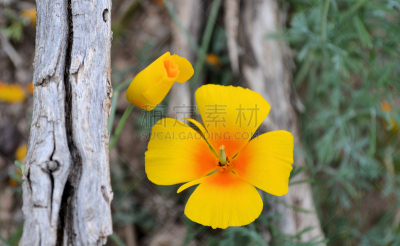 花蕾,死亡的植物,黄色,图像,色彩鲜艳,亚利桑那,花头,无人,树林,野生植物