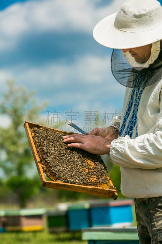 beekeeper,蜜蜂,蜂窝,边框,充满的,世界重量级冠军,法明顿山,劳动党,蜂蜡,养蜂