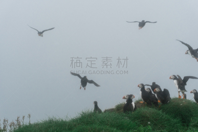 悬崖,法罗群岛,岛,角嘴海雀,美,水平画幅,家禽,鸟类,大西洋,动物身体部位