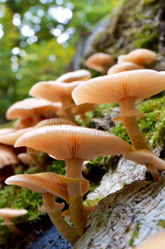 蘑菇,垂直画幅,褐色,无人,Ordesa National Park,苔藓,户外,特写,著名自然景观,著名景点