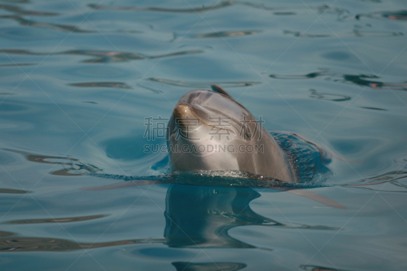 海豚,水,幸福,水平画幅,快乐,pectoral fin,背鳍,大西洋白脊豚,动物鳍,静水