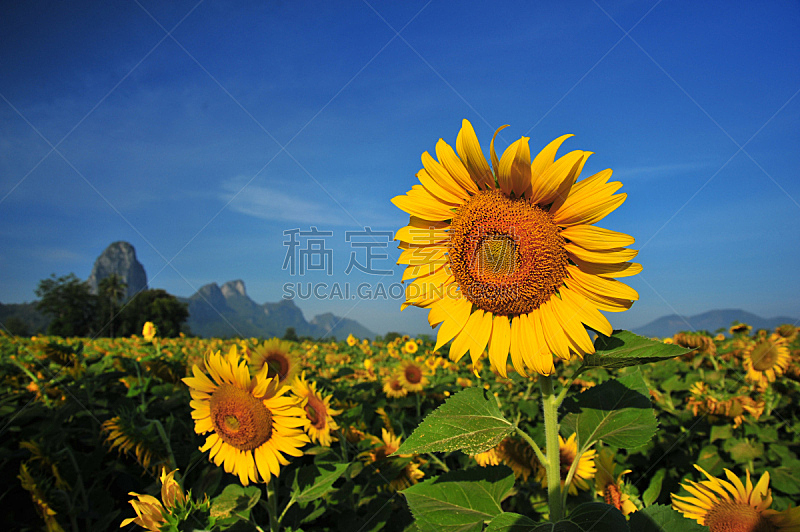 Yellow Sunflower Heads with Blue Sky