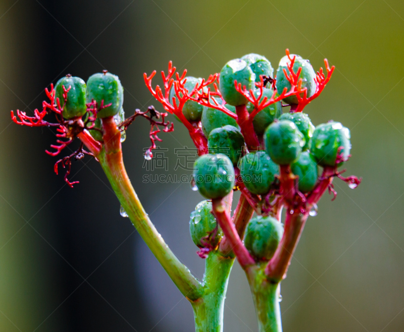 哥斯达黎加,植物群,拉福尔图那,水平画幅,绿色,无人,户外,特写,红色