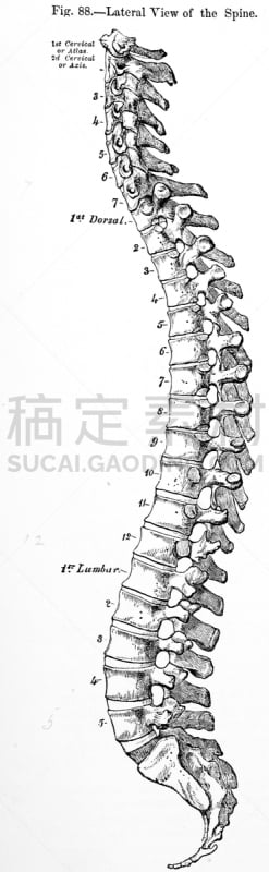 健康保健,脊柱,古董,插画,垂直画幅,全景,人,脊椎,骶骨