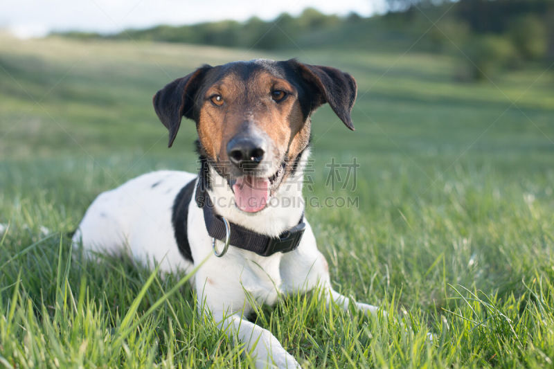 肖像,狗,福克斯猎狐犬,伸舌头,杂种狗,机敏,杰克拉瑟短腿犬,水平画幅,可爱的,夏天
