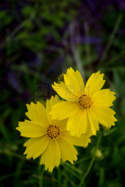 鱼尾菊,两个物体,园林,黄色,花被,重瓣花,垂直画幅,温带的花,美,留白