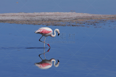 火烈鸟,阿塔卡马大区,阿塔卡马沙漠,水,国家公园,颈,水平画幅,山,火山地形,鸟类