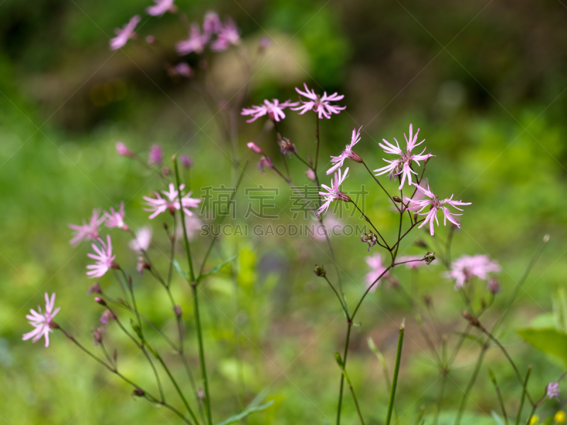 仙翁花,花朵,地形,粉色,自然,草地,水平画幅,无人,夏天,户外