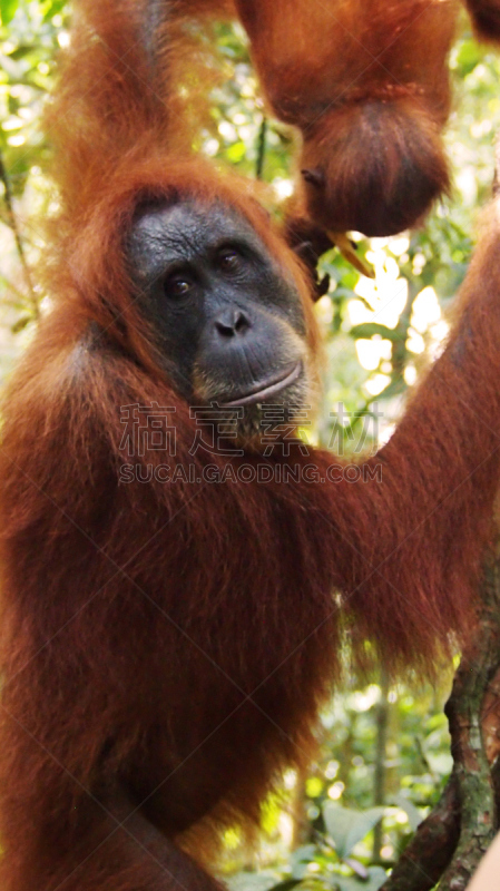 武吉拉旺,gunung leuser national park,猩猩,印度尼西亚,苏门答腊岛,垂直画幅,无人,猴子,热带雨林,野外动物