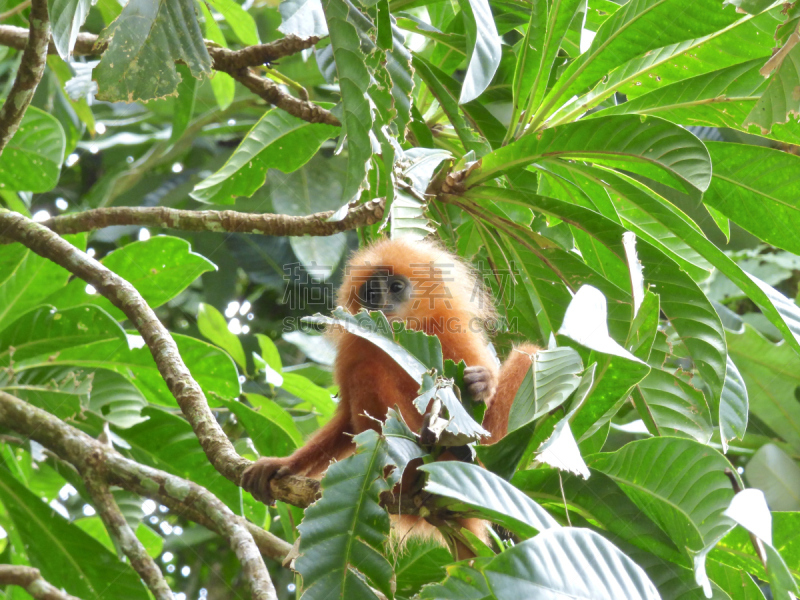 danum valley conservation area,达浓谷地,沙巴州,婆罗洲岛,猴子,热带雨林,水平画幅,无人,动物身体部位,野外动物